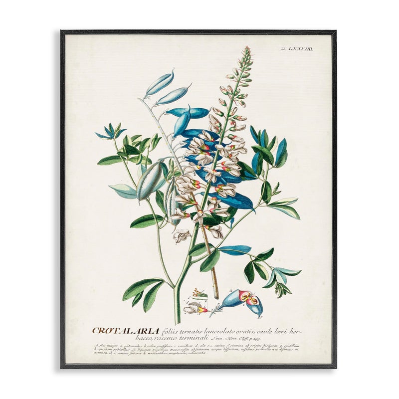 Stupell Industries Botanical Plant Illustration Flowers And Leaves Vintage Design Black Framed Wall Art, Multi-Color, 16 x 20 - Image 1